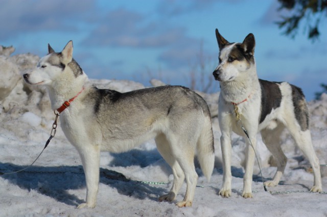 zwei Siberian Huskies
